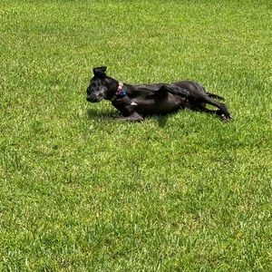 Meet your Posher, Frank